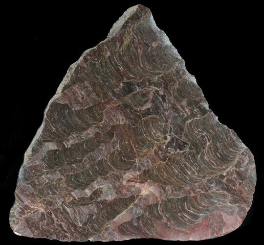 Polished Inzeria Stromatolite - Alice Springs, Australia #39043